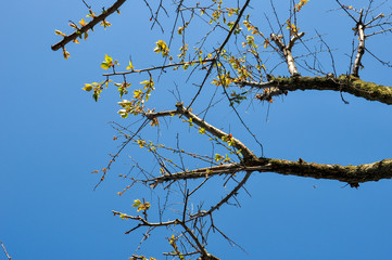 Young tree branch with small fresh green leaves background. Spring branch of young apricot tree against the blue sky. 