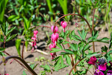 Amazing pink Bleeding Hearts flowers or Dicentra Spectabilis in the garden surrounded by green leaves