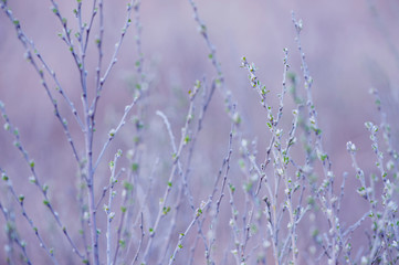 dry autumn field plants for background