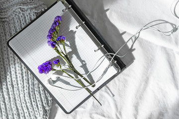 An open notepad with checkered pages, headphones blue twigs of limonium sinuatum are on white background. Education romantic diary background.