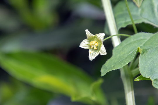 Bryonia dioica White Blüte