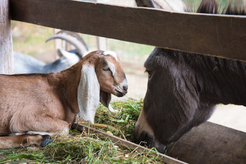 Portrait of a goat with long ears. Nubian goat resting in front of the feeder. Agricultural industry.