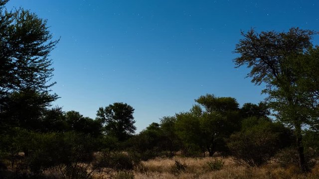 Static timelapse of Acacia trees in bushveld, semi-silhoutte early winter African landscape, moonlight and shadows moving on grasslands, bright stars agains blue night sky, Botswana, Kalahari.