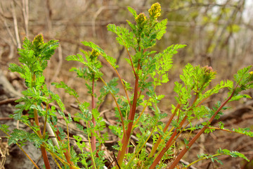 Primroses in the forest. The yellow plant blooms in early spring.