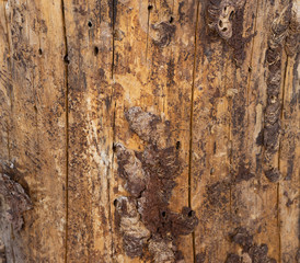 Cut and dried tree stump, close up