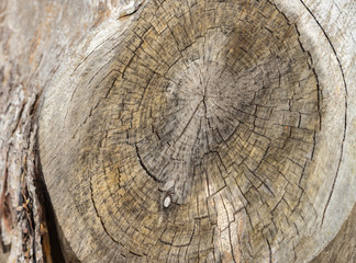 Naklejka premium Cut and dried tree stump, close up