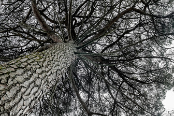 Big pine tree. Branches of a large branchy pine