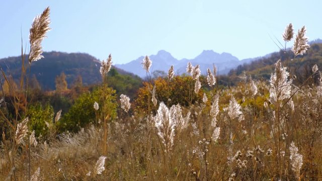 Bright sunny autumn reeds on the background of multicolored mountains with snow peak; golden fall concept