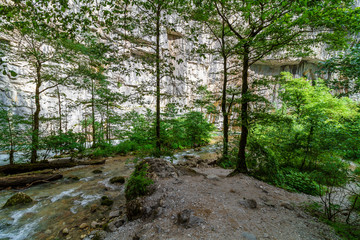 Mountain river flowing through the green forest in Abkhazia