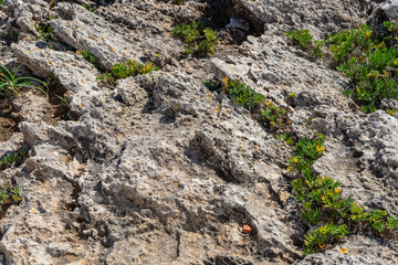 ROCKY TERRAIN WITH GREEN AND YELLOW FLOWERS AND MARITIME ZONE MARKING
