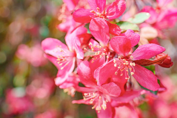 Naklejka na ściany i meble Beautiful blossoming tree on spring day, closeup