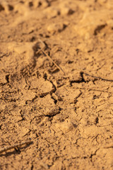 Fototapeta na wymiar Dry cracked earth texture. Cracks in the dried soil. Desertification