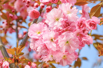 Beautiful blossoming tree on spring day, closeup