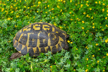 TURTLES WALKING QUIETLY AMONG PLANTS ON GRASSY MANTLE IN SPRING
