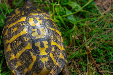 TURTLES WALKING QUIETLY AMONG PLANTS ON GRASSY MANTLE IN SPRING