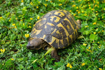 TURTLES WALKING QUIETLY AMONG PLANTS ON GRASSY MANTLE IN SPRING