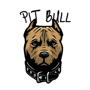 Pit bull head with a collar. Vector illustration.