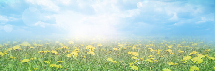 Fototapeta premium Abstract summer nature blurred background. Headline background.