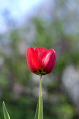 Bright red tulip flower in the garden. Floral theme background.