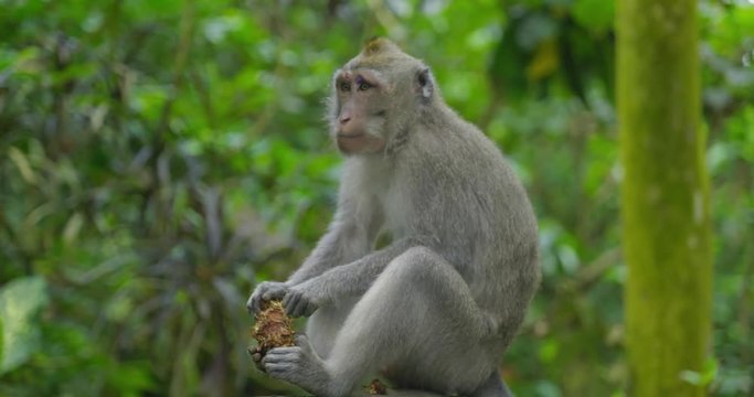 Macaques Monkeys in Bali Indonesia from Monkey Forest in Ubud Area 4k