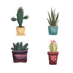 Set of succulents in pots cacti home plants
