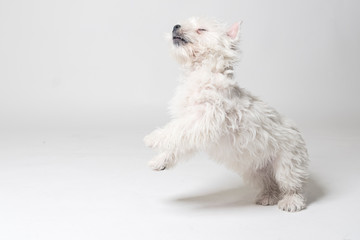 Westie puppy playing in studio