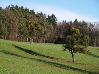 autumn landscape with trees