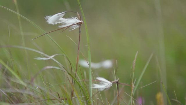 Cotton plant blowing in the wind