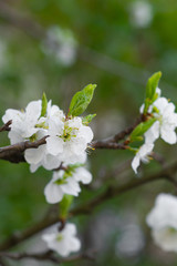 Flowerscape of branches in spring, in the garden of flowering apple trees