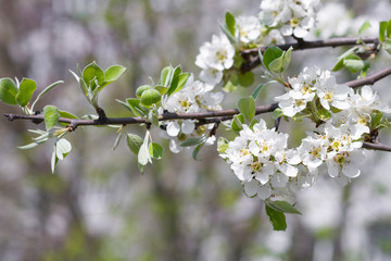 Flowerscape of branches in spring, in the garden of flowering apple trees