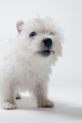 Westie puppy playing in studio