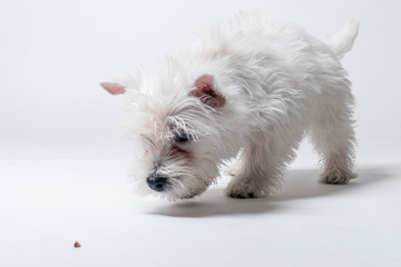 Westie puppy playing in studio