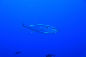 Fototapeta na wymiar Dogtooth tuna fish