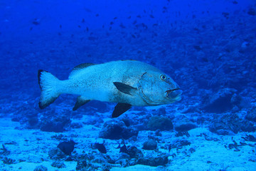 Giant sweetlips fish