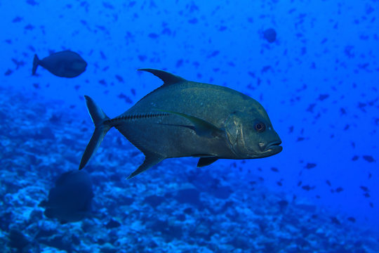 Black jack trevally fish