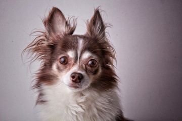 Cute brown mexican chihuahua dog. Dog looking to camera.