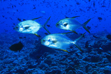 Fototapeta premium Subnose pompano fish
