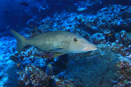 Longface emperor fish