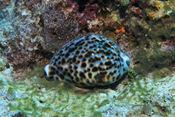 Tiger cowrie snail underwater in the coral reef