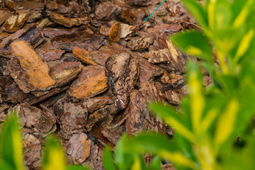 Tree bark for decoration and mulching in landscape design. Tree bark texture macro background close-up.