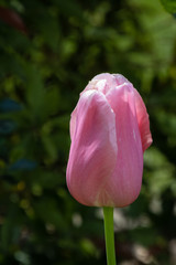 Single Pink Tulip flowering in a garden in springtime