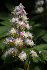 Horse Chestnut flower spike blooming in springtime