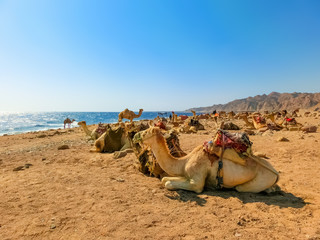 Fototapeta premium Camels on the beach yellow sand and blue sky