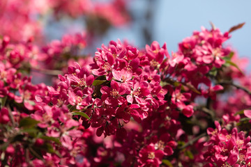 Branch with pink apple flowers
