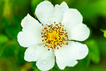 Obraz na płótnie Canvas A white flower open in spring in the bush