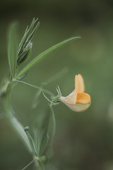 pea blossom in a green environment. macro.