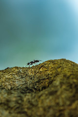 Gros plan de fourmi sur un tronc d'arbre