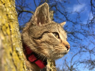 Beautiful small kitten sitting and waiting for a prey on the moss tree with blurred branches and blue sky in the background at nice sunny day.