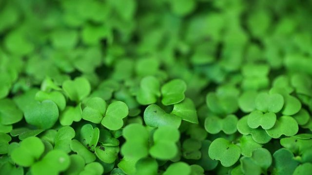 Growing plants in time-lapse. Close-up microgreens newborn cress salad plant in greenhouse agriculture. Natural green background in motion