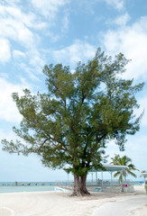 Fototapeta na wymiar Key West Town Beach Trees